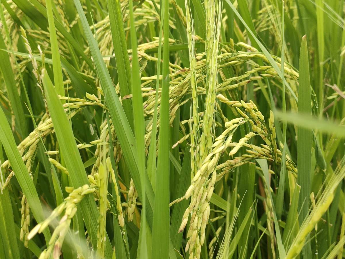 The sound of rain accelerates rice growth