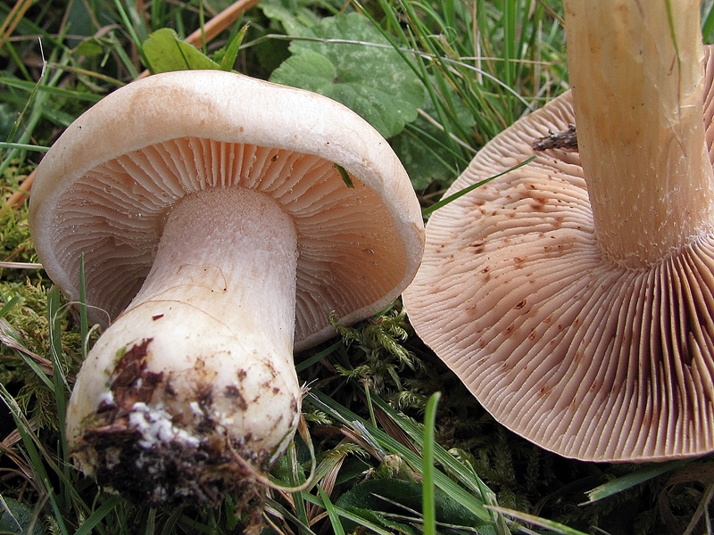 Mushrooms can exchange information