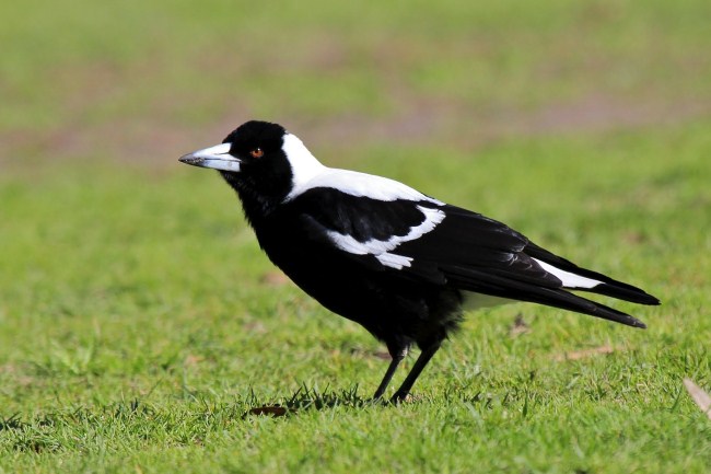 How Australian Magpies Learn Vocal “Language”: Evidence of Socially Learned Call Sequences