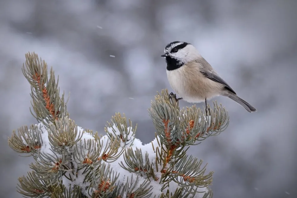 Male chickadees with better spatial memory father more offspring outside their social pair