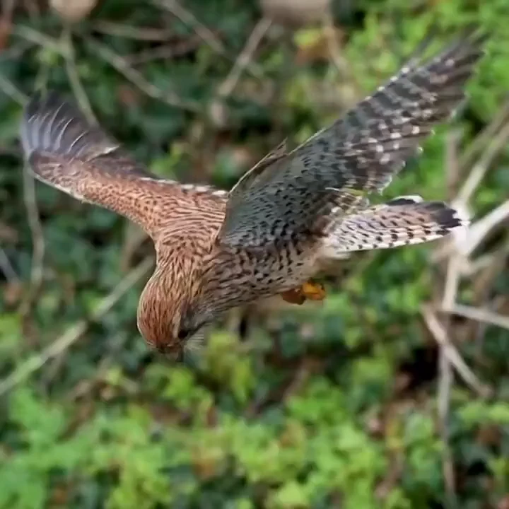 A Kestrel Hovering in Mid-Air
