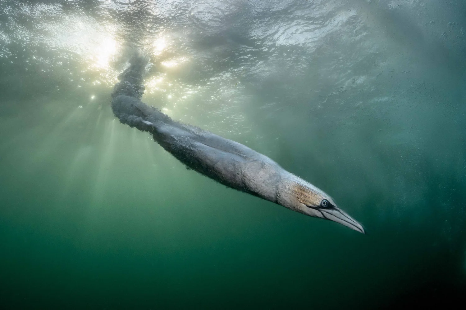 Winners of the Bird Photographer of the Year 2026